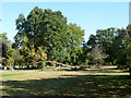 Fallen tree, Camberwell Cemetery