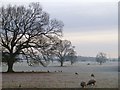 Pasture, Great Salkeld