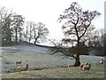 Pasture, Great Salkeld