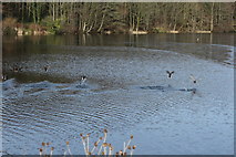 NX0959 : Mallard Ducks at Soulseat Loch by Billy McCrorie