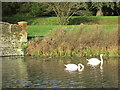 Pair of swans on the River Wey