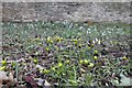 Snowdrops popping up