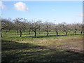 Apple Orchard, Holman