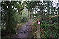 Pembrokeshire Coast Path in Rhode Wood