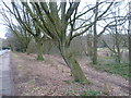 Trees alongside Wildwood Road in winter