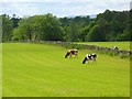 Pasture, Skirwith, Culgaith