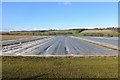 Crops under netting