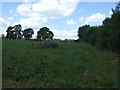 Grazing near Dene Lodge