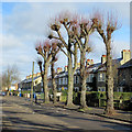 Pollarded trees in Vinery Road