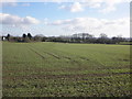 ST3222 : Field, south of Rockway by Roger Cornfoot