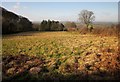 Field by The Warren