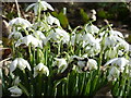 Snowdrops at Oare Gunpowder Works Country Park