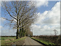 Trees lining Clintergate Road