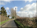 Poplar trees lining Clintergate Road