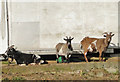 Goats at Pied Bridge Farm