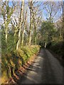 Lane through Venslooe Wood