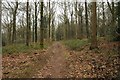 Forestry on Blakeney Hill