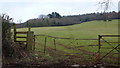 Footpath to Graig Wood