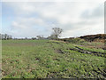 Hedgerow and winter cereal crop off Ingram