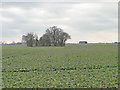 TM2073 : Oilseed rape crop on Horham old airfield by Adrian S Pye