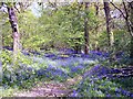 TF0916 : Bluebells in Dole Wood, near Bourne, Lincolnshire by Rex Needle