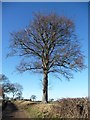 SE4608 : Beech tree, west of Frickley by Christine Johnstone