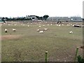 Field of sheep