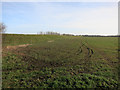 TL3771 : Field by Long Drove by Hugh Venables