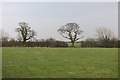 NY2853 : Hedgerow oak by Richard Webb