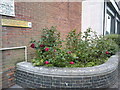 Bournemouth: roses round the back of Bournemouth House