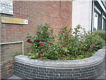 SZ0991 : Bournemouth: roses round the back of Bournemouth House by Jonathan Hutchins