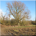 Tree on arable field boundary off Crabb