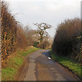 Hedgerows and tree on Ulting Lane