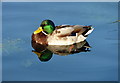 Mallard drake on Stonebridge Pond, Faversham