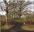 Loops of barbed wire on a  field gate, Pontlliw