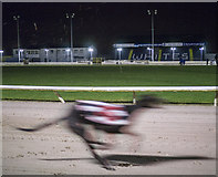J2967 : Greyhound racing, Drumbo Park near Lisburn by Rossographer