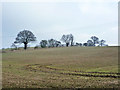 Field north of Inworth