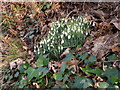 Spring has sprung in urban Fife