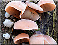 J4477 : Fungi, Cairn Wood, Craigantlet - February 2015(2) by Albert Bridge