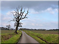 Dead oak, Nunty