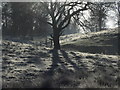 Frosty morning, Hare Hill NT, Over Alderley