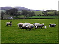 Sheep,  Middle Deer Park, Newtownstewart