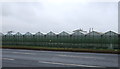 Greenhouses beside the A1174