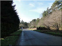 TL8388 : Approaching the A134 from a minor road by Adrian S Pye