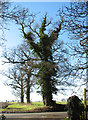 Trees on field boundary