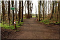 Woodland Track to the Recreation Ground