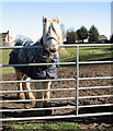 Gate into pasture