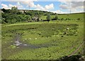 Marshy meadow by Tintwistle Bridge