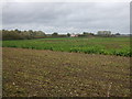 Crop field off Main Street (A153)