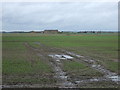 Crop field north of Vacherie Lane